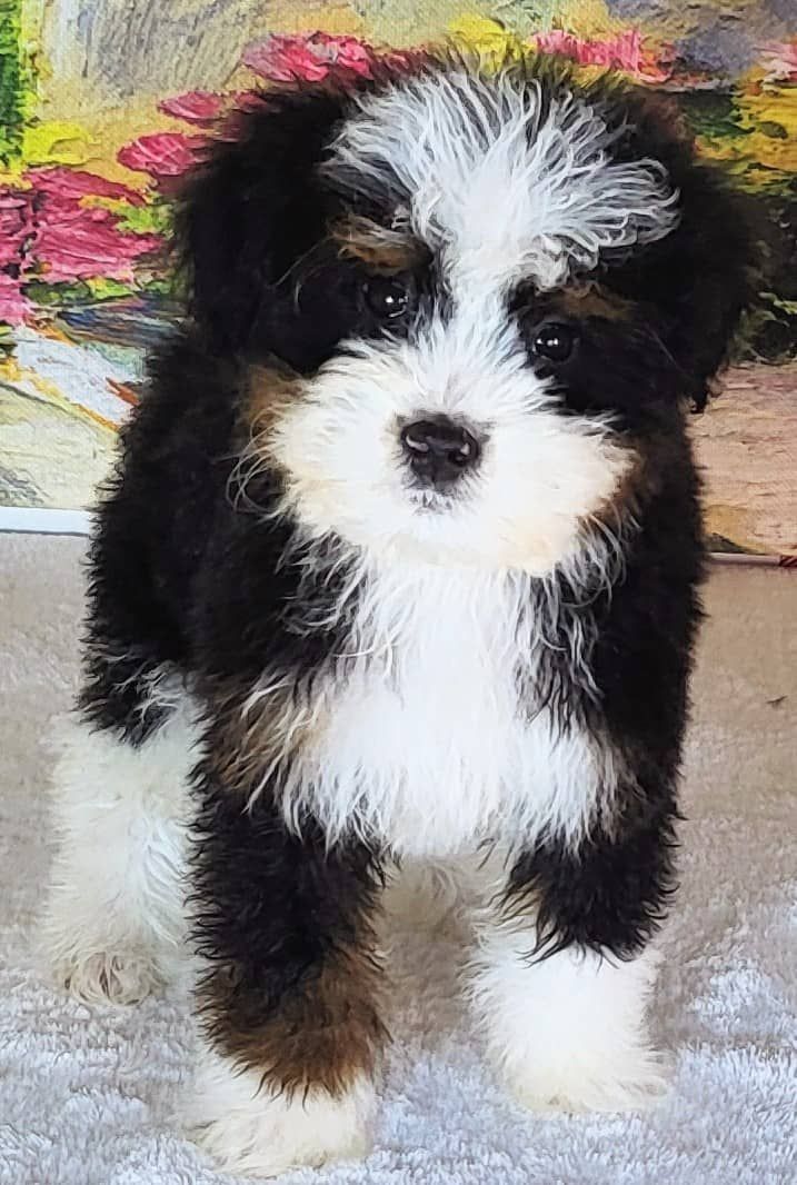 Tri Bernedoodle - Girl Essie $2400