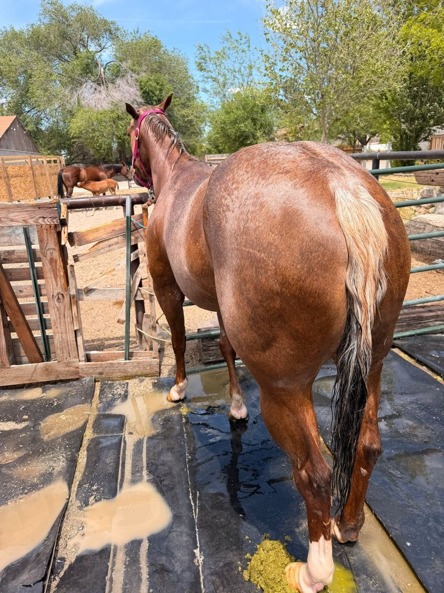 Grade Mare Palomino