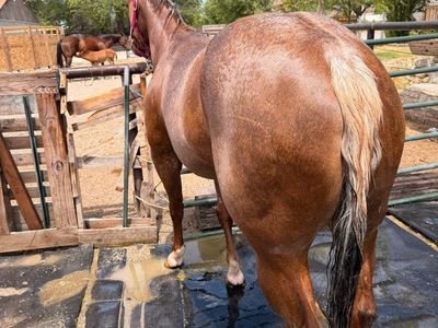Grade Mare Palomino