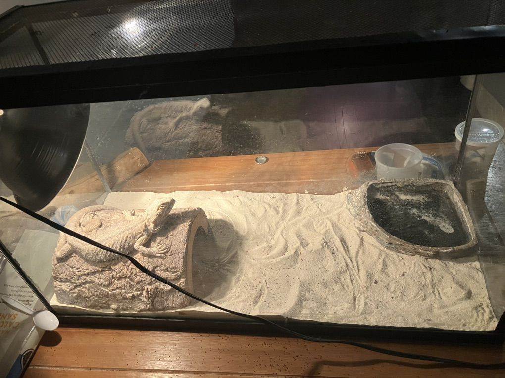 Bearded Dragon, Terrarium, Light, Logs