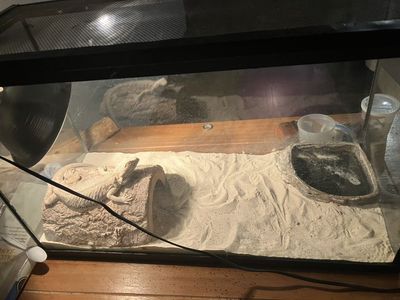 Bearded Dragon, Terrarium, Light, Logs