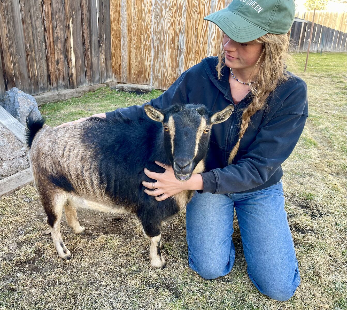 ADGA Registered Friendly Nigerian Dwarf Goat Female