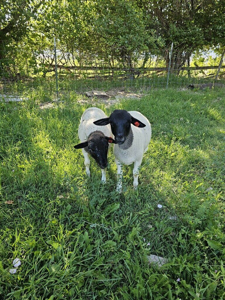 Black Head Dorper Sheep
