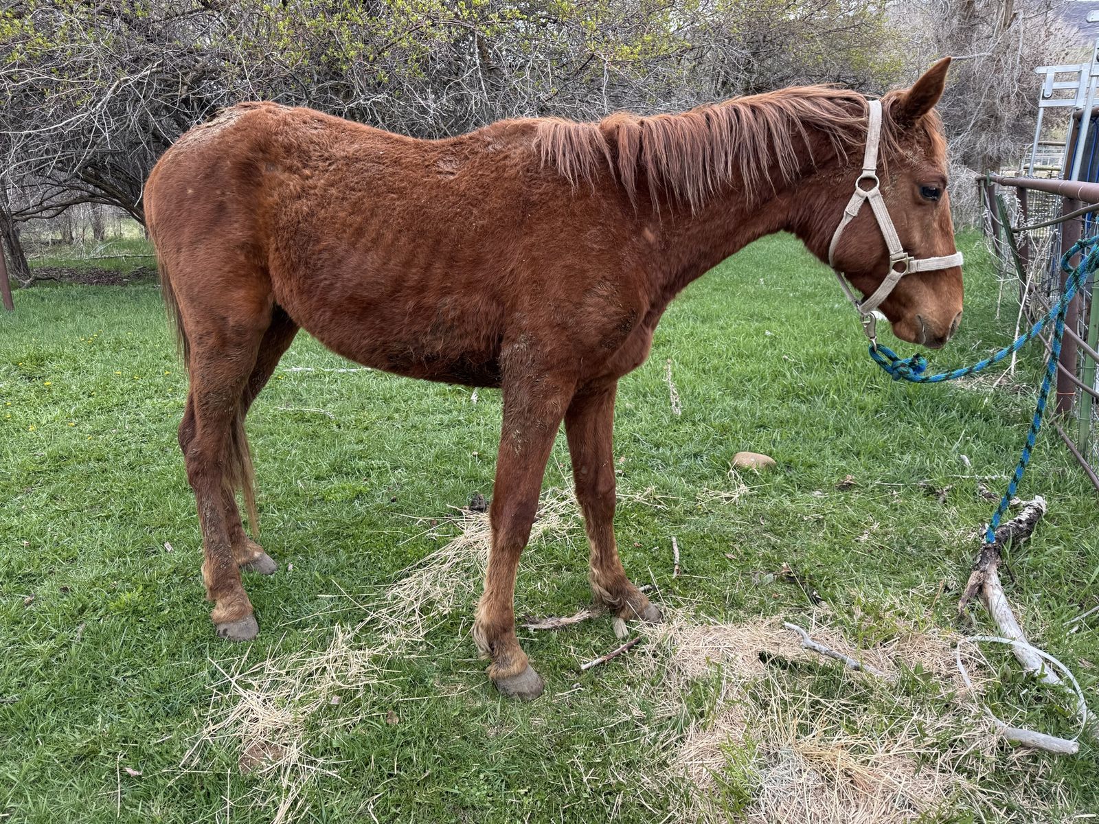 2 Year Old Grade Quarter Horse