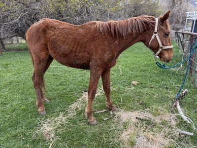 2 Year Old Grade Quarter Horse