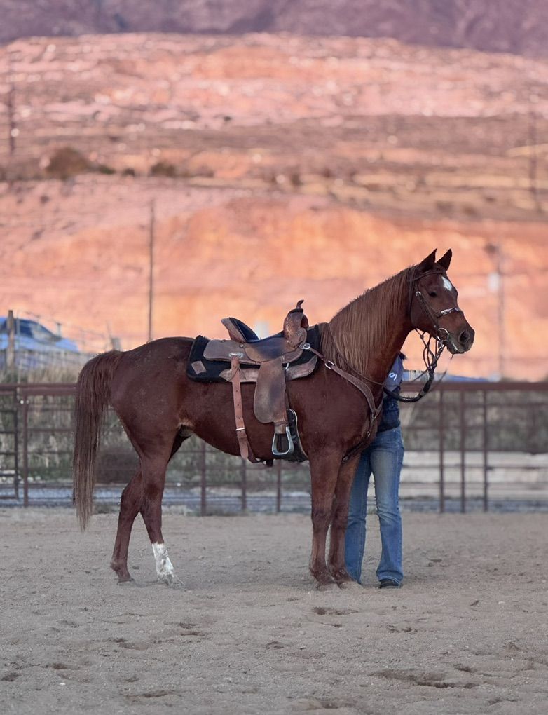 Arab/QH Gelding