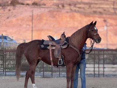 Arab/QH Gelding