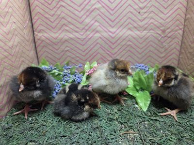 BLUE LACED RED WYONDOTE