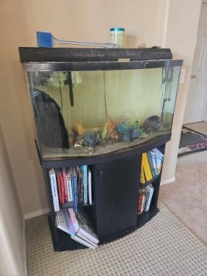 Complete Fish Tank, 1 Red Tailed Shark, Bookcase Stand