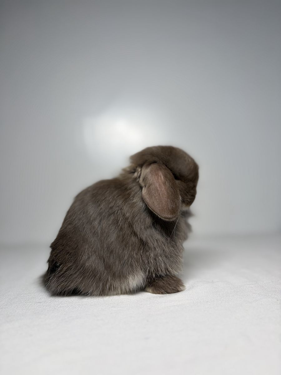 Chocolate Otter Holland Lop Buck