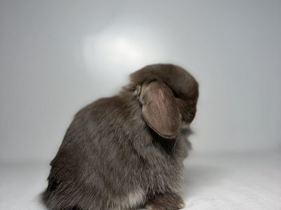 Chocolate Otter Holland Lop Buck