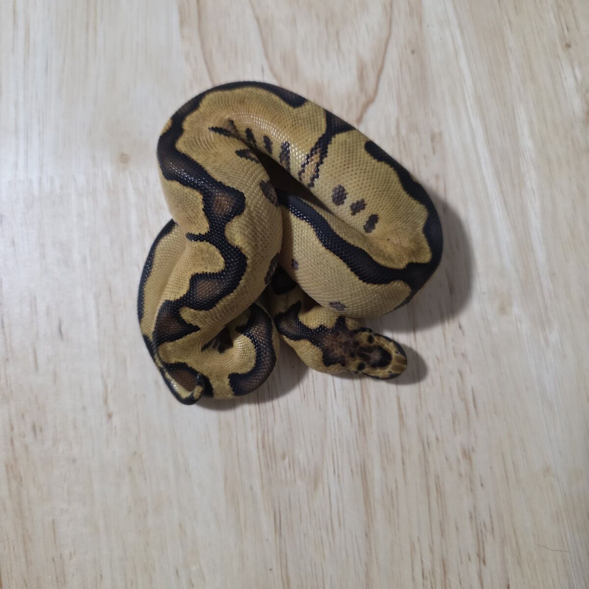 ball python