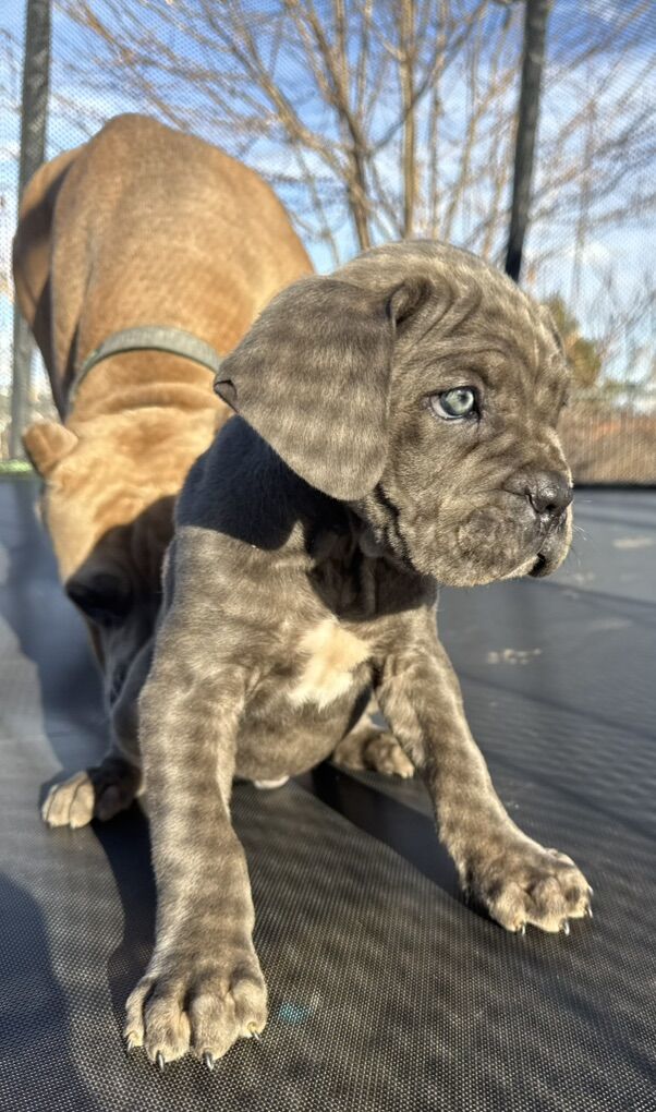 Cane Corso Puppies