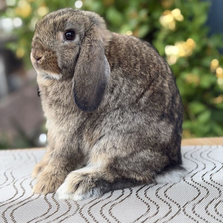 Holland Lop Doe Ready Now!