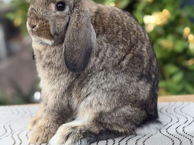 Holland Lop Doe Ready Now!