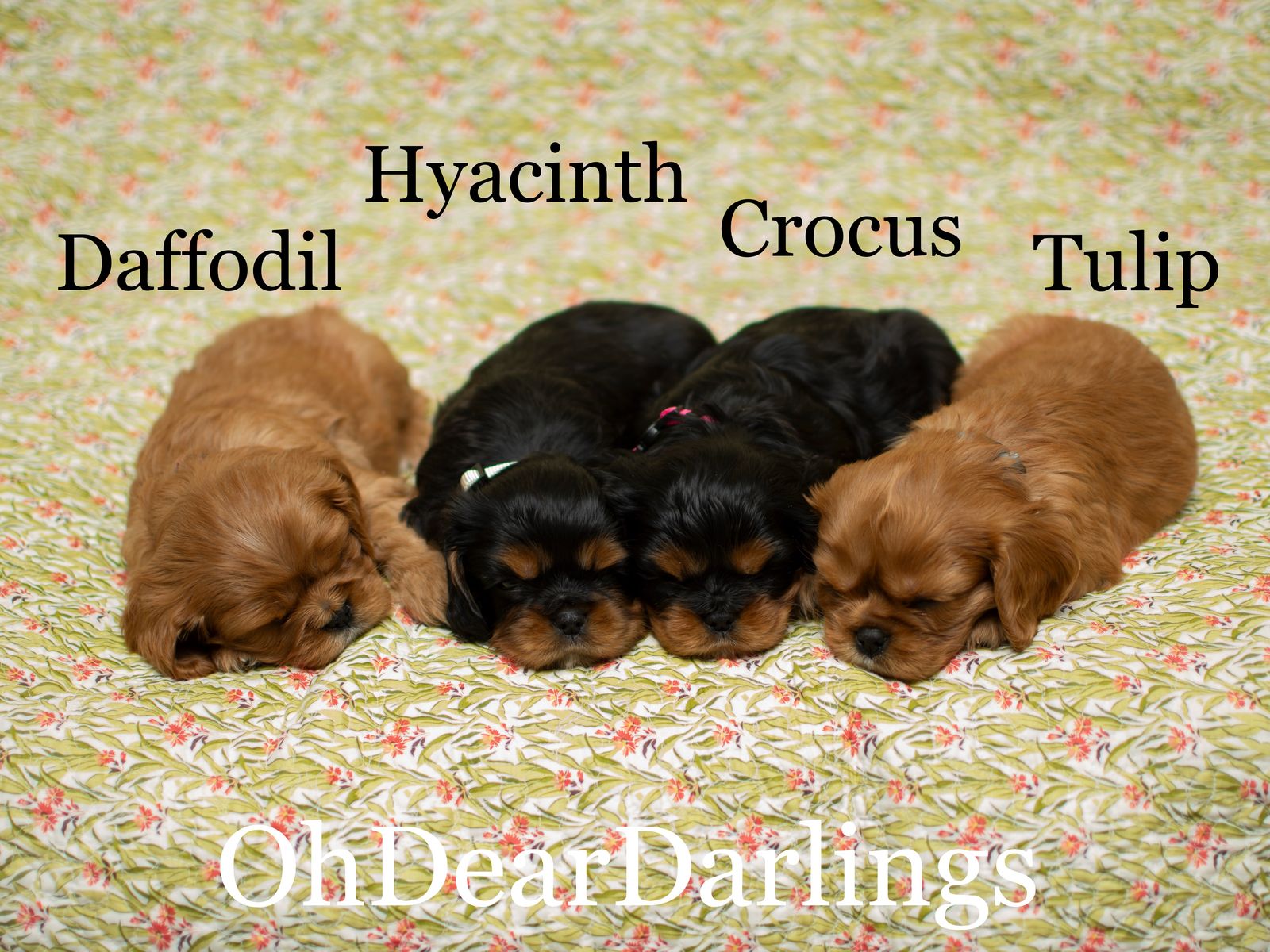 King Charles Cavaliers