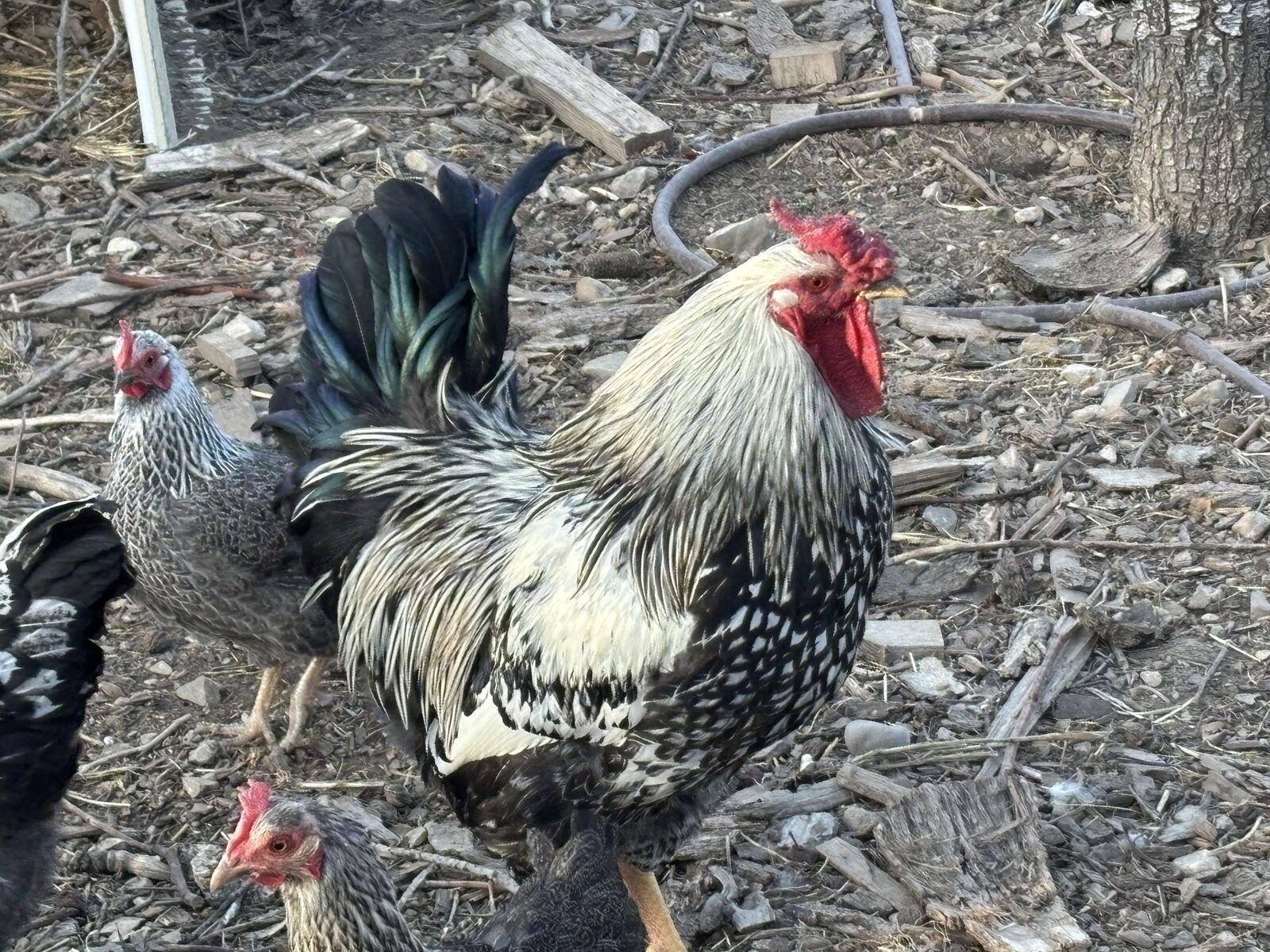Silver-Laced Wyandotte Roosters for Sale