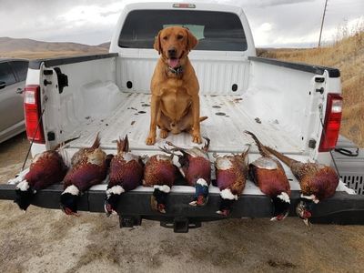 AKC Titled Fox Red Stud