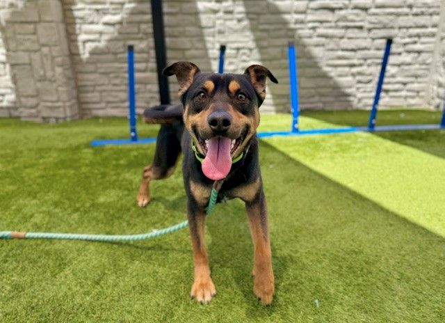 A162898 Amarillo Available for Adoption!