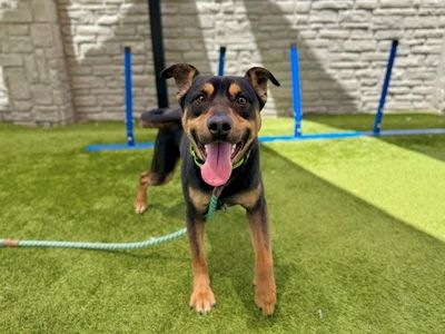 A162898 Amarillo Available for Adoption!