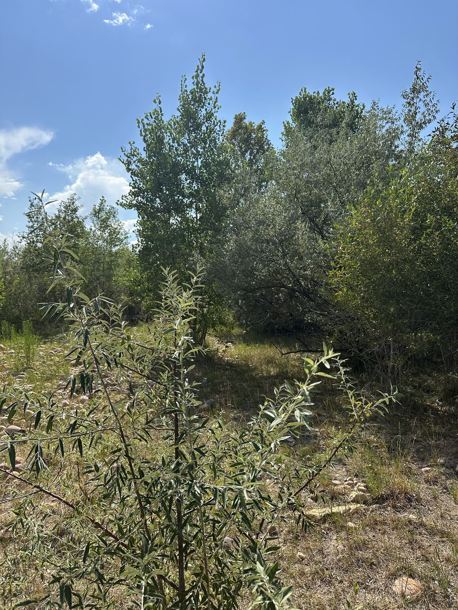 Land / Lot with Natural Water Feature and Mature Trees