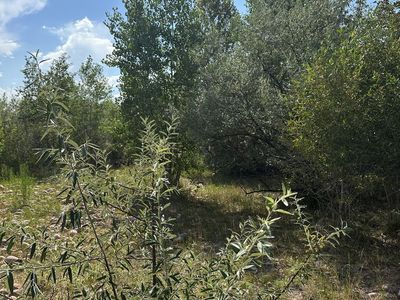 Land / Lot with Natural Water Feature and Mature Trees