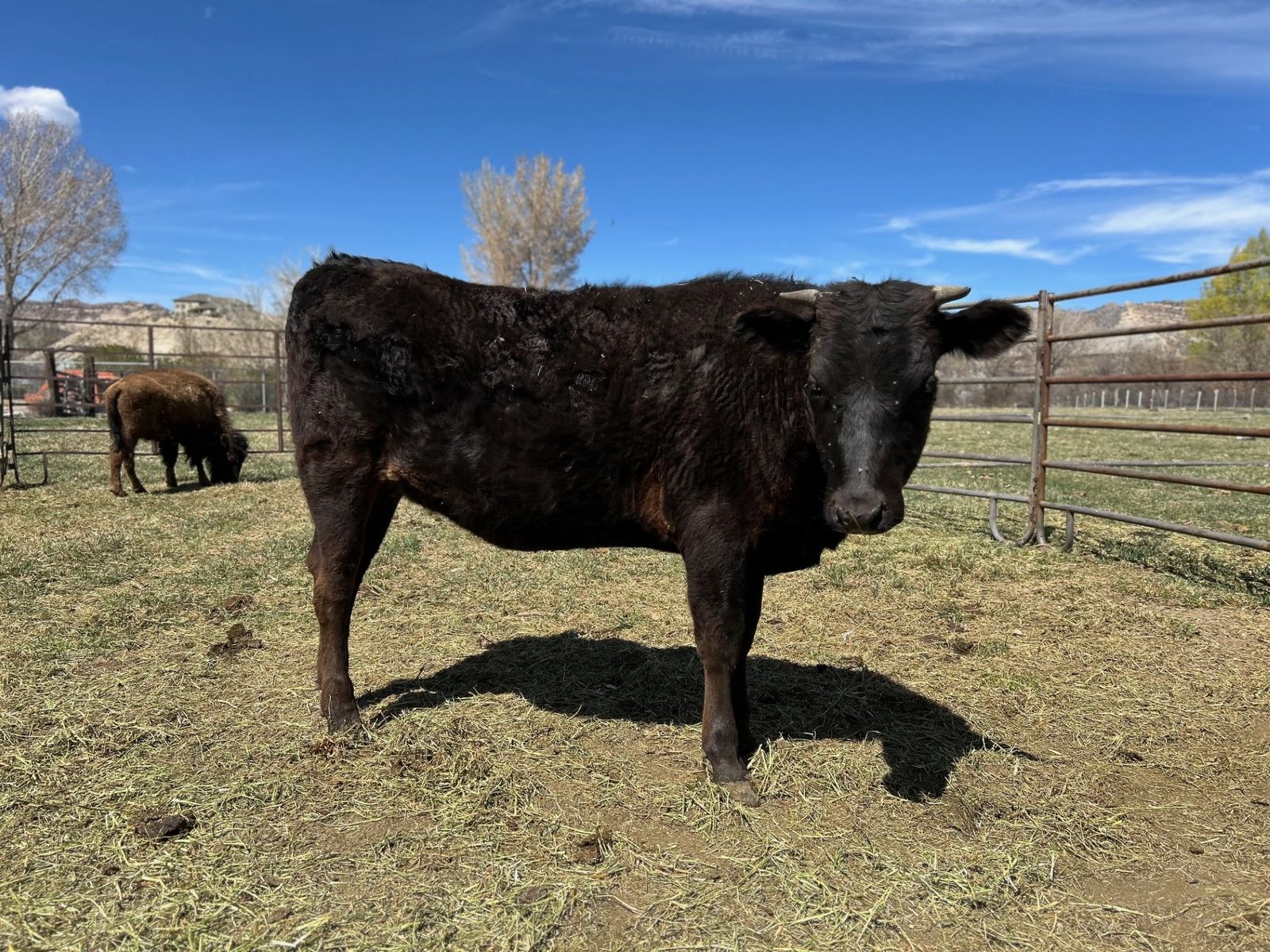 1yr old Wagyu X Angus cross Heifer