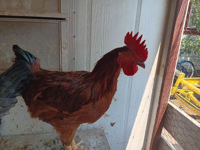Free 6 month old rooster