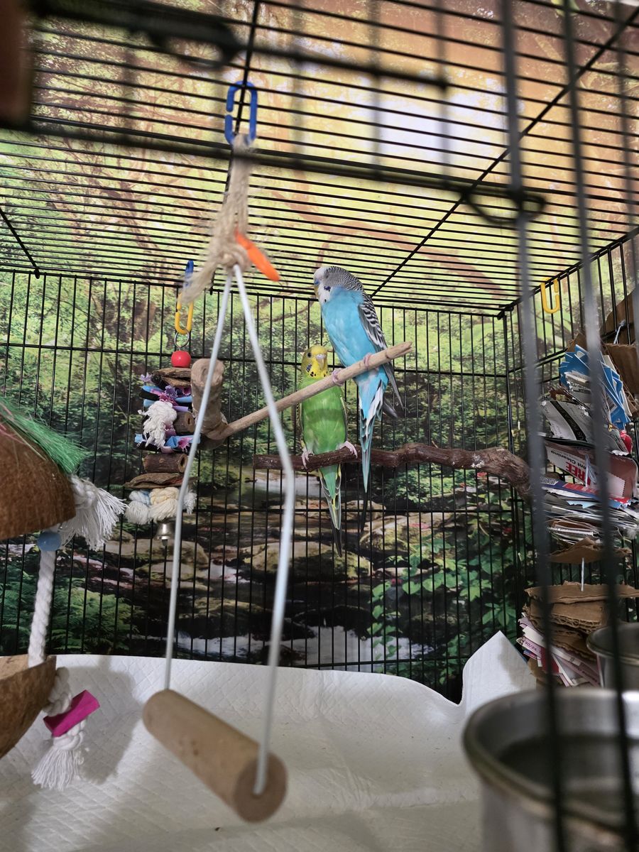 Male and Female Parakeet with cage