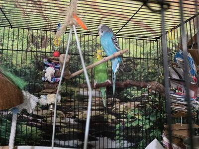 Male and Female Parakeet with cage
