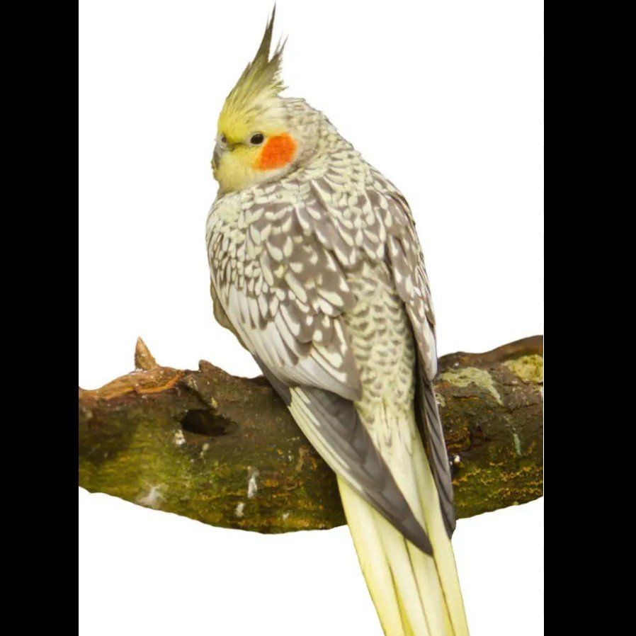 ***RARE COLOR*** pearl cockatiel