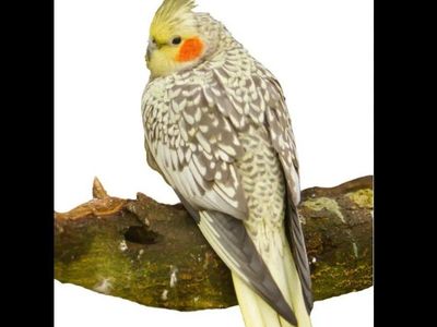 ***RARE COLOR*** pearl cockatiel