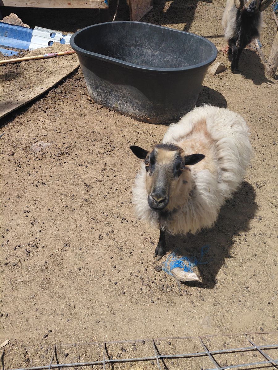 Icelandic sheep for sale