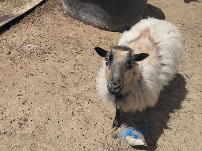 Icelandic sheep for sale