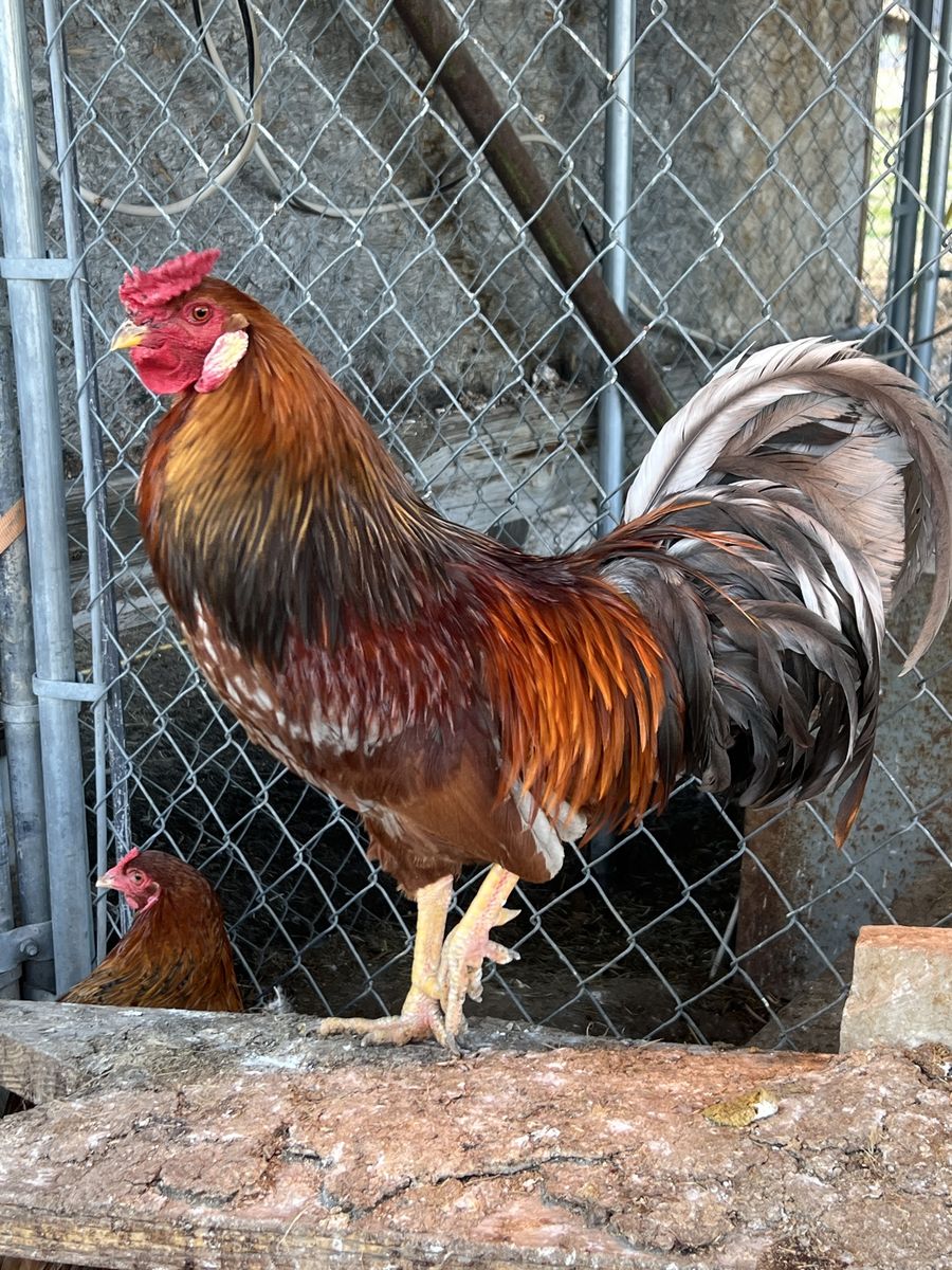 Whiting Rooster
