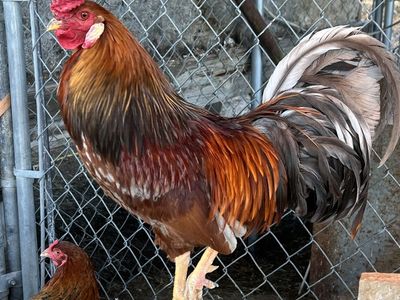 Whiting Rooster
