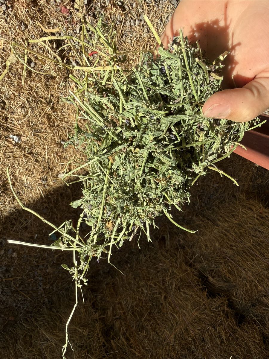 Premium alfalfa small bale bundles 