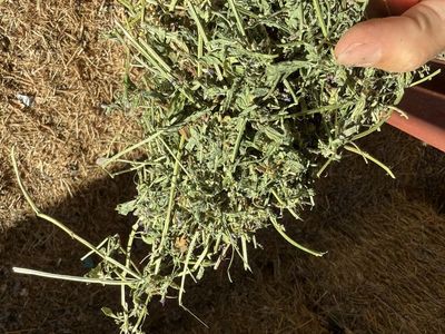 Premium alfalfa small bale bundles
