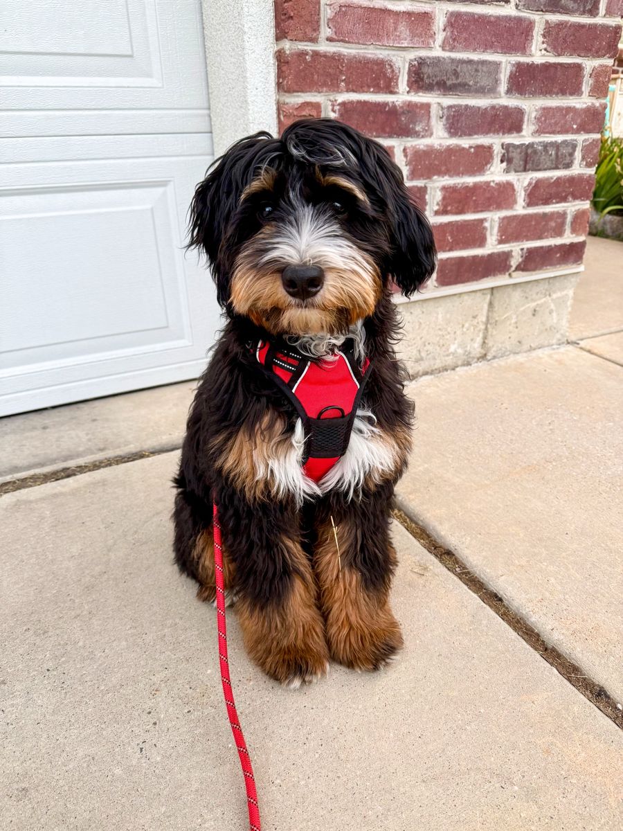 Mini Bernedoodle Stud 35 lbs