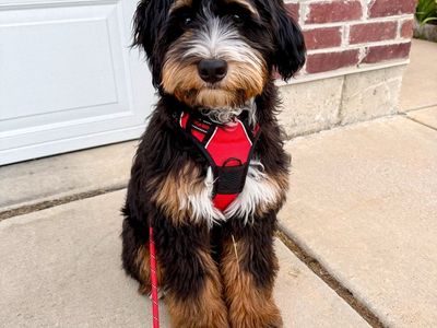 Mini Bernedoodle Stud 35 lbs