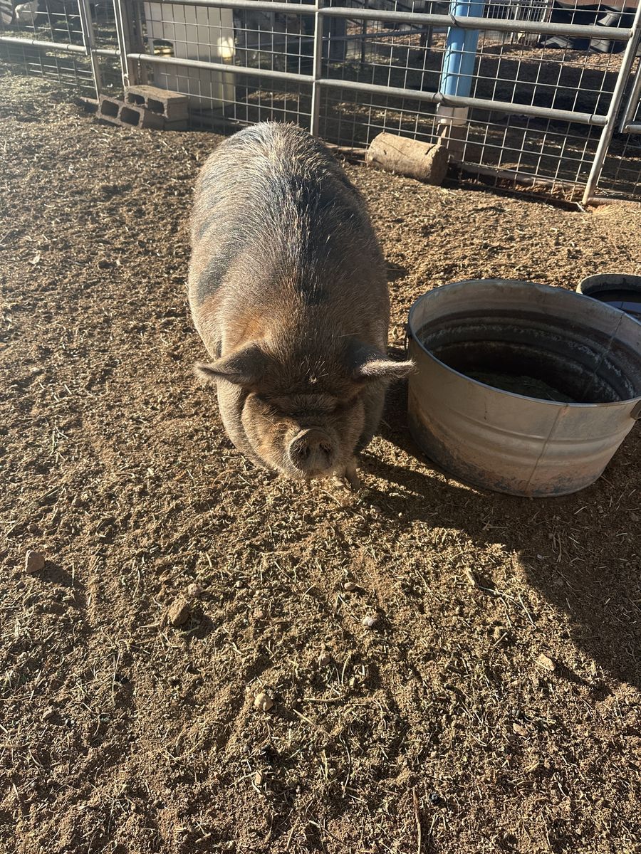 Kune Kune Pig - Female