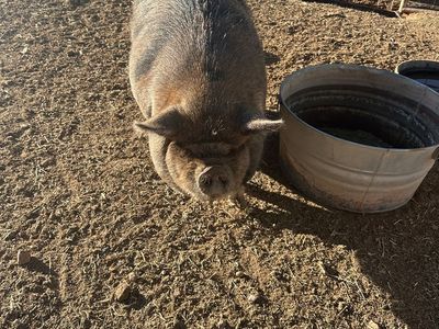 Kune Kune Pig - Female