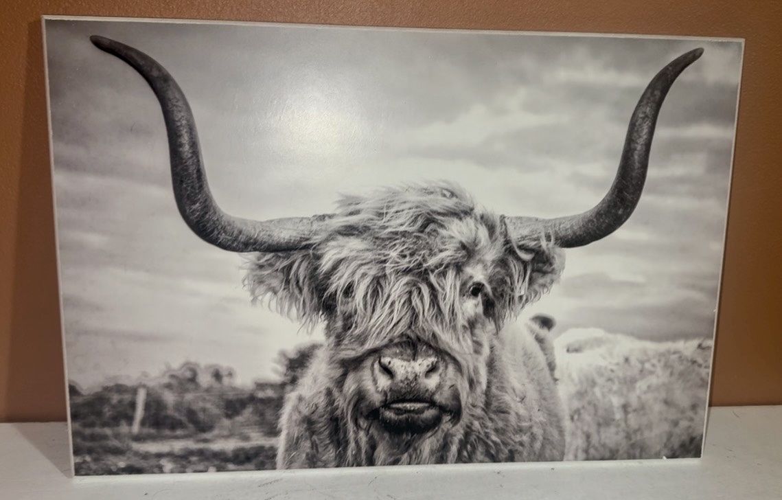 Black and White Highland Cow Wall Art Print