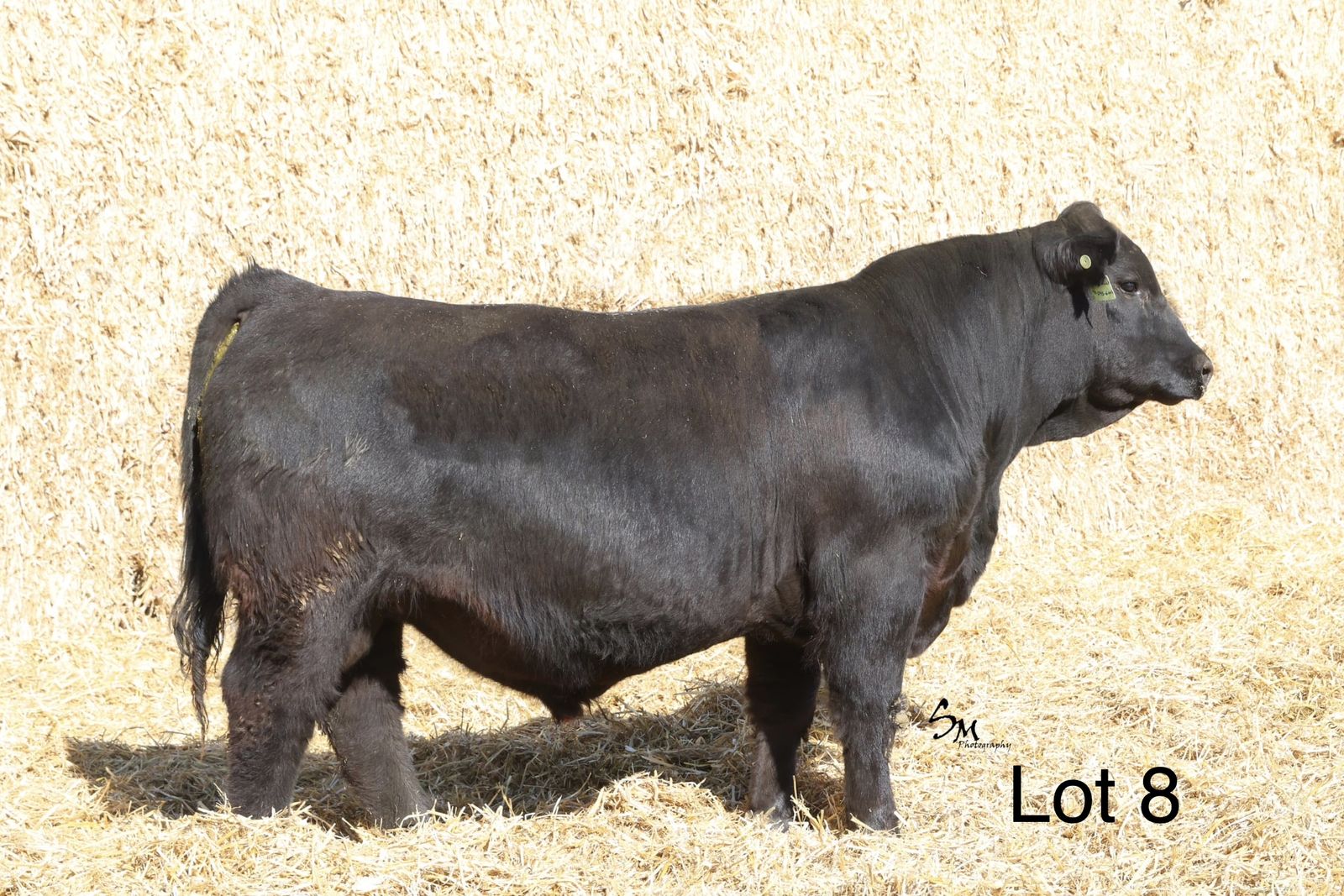 R&R Genetics Bull And Female Sale