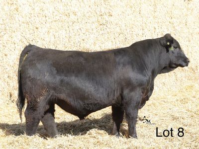 R&R Genetics Bull And Female Sale