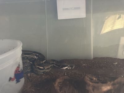Two Boa Constrictors - Over 3ft Each - Rehoming Together or Separately