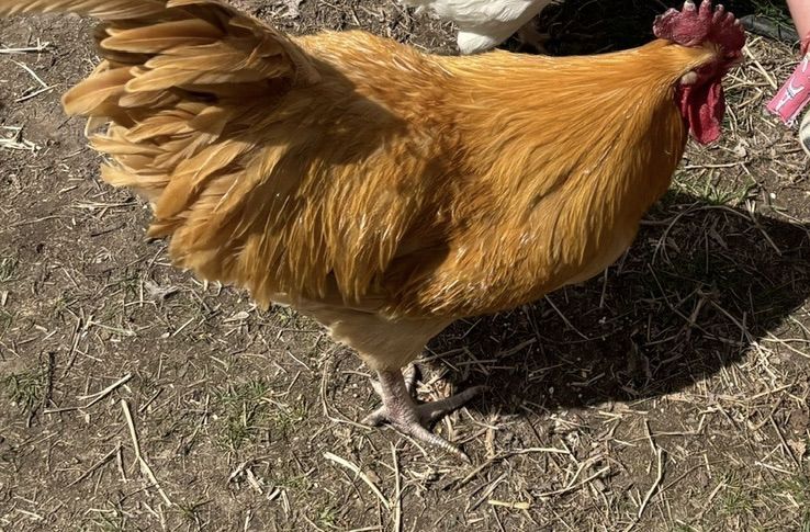 Orpington Rooster