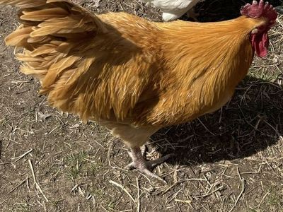Orpington Rooster