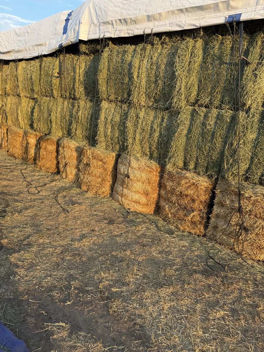 2nd crop alfalfa 
