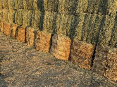 2nd crop alfalfa